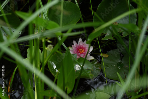 Seerose 24