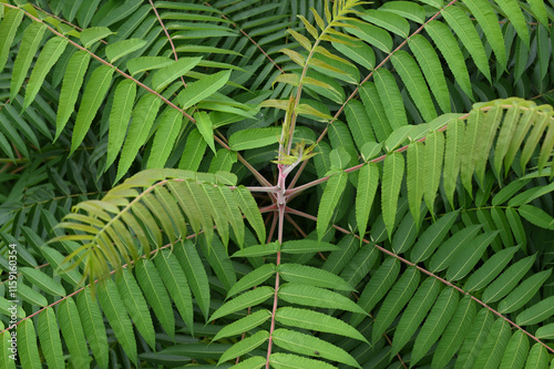 Blättergeometrie 24