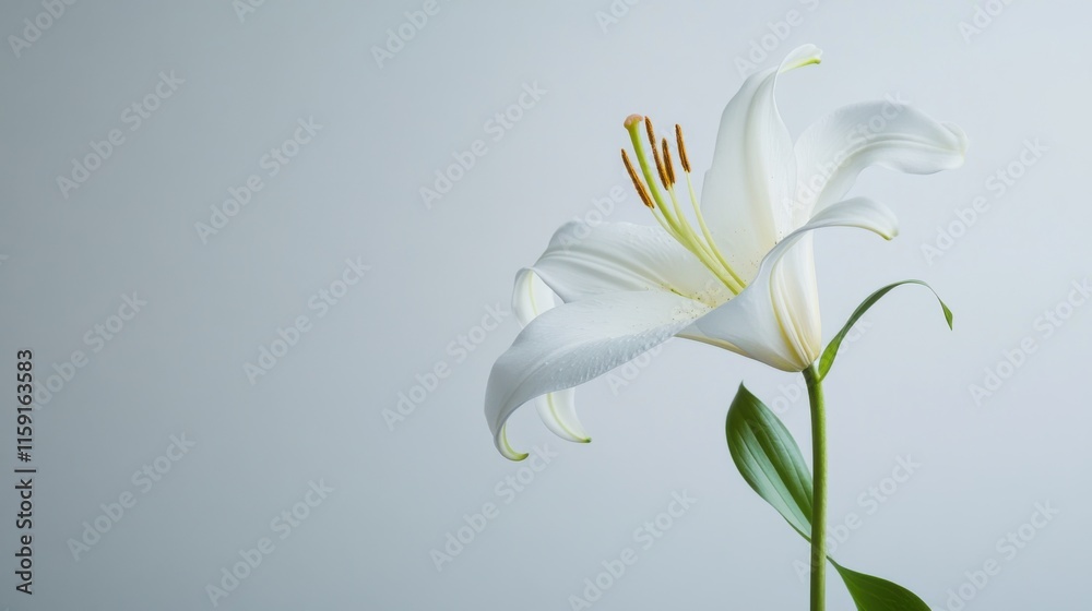 Fototapeta premium A solitary lily against a light grey background, close-up shot, Minimalist style