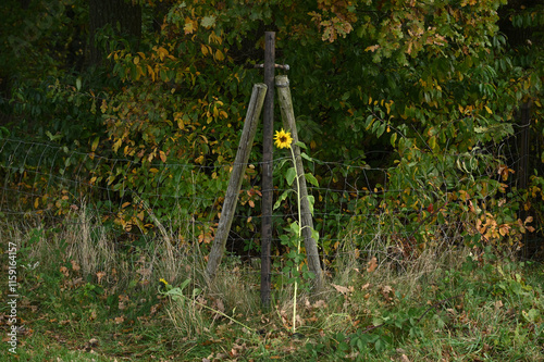 Sonnenblumenmast 24