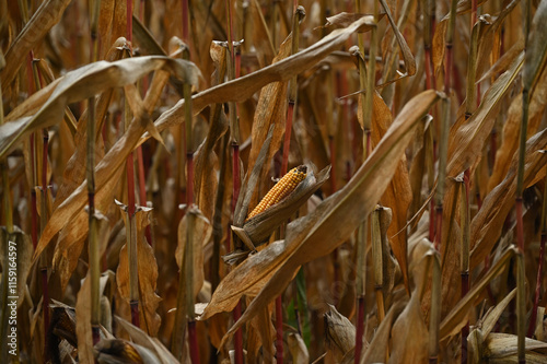 Maiskolbenherbst 24