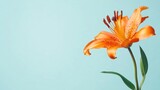 A vibrant orange tiger lily against a light blue background, close-up shot, Minimalist style