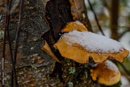 Schneebedeckte Pilze an einem Baumstamm photo