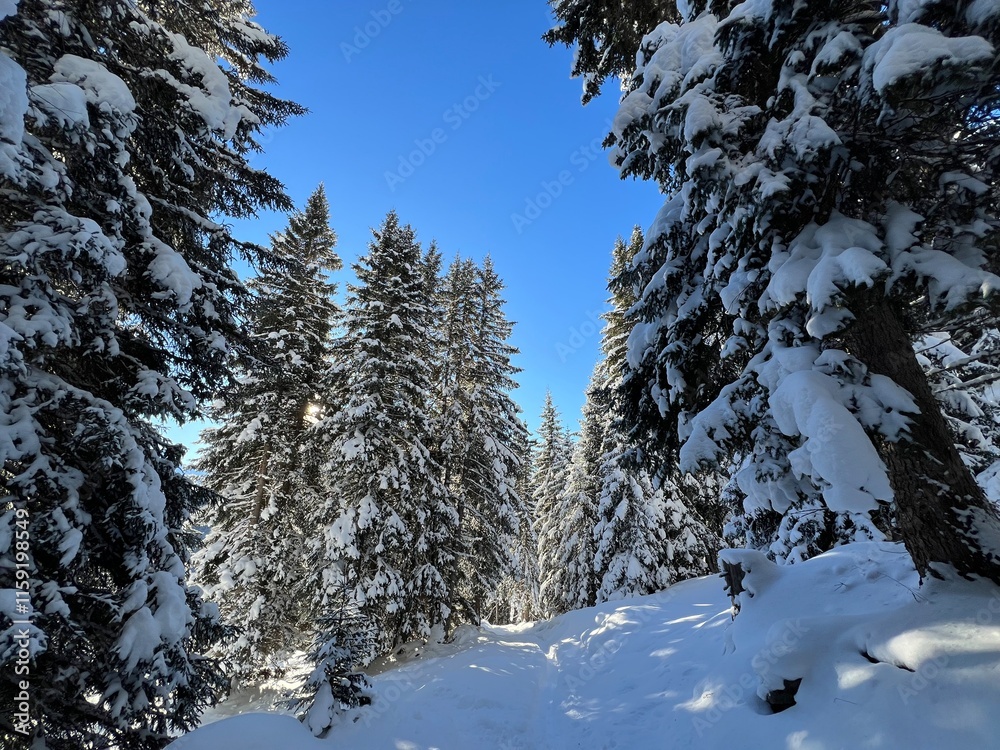 Picturesque canopies of alpine trees in a typical winter atmosphere in the Swiss Alps and over the tourist resort of Davos - Canton of Grisons, Switzerland (Kanton Graubünden, Schweiz) Picturesque canopies of alpine trees in a typical winter atmosphere in the Swiss Alps and over the tourist resort of Davos - Canton of Grisons, Switzerland (Kanton Graubünden, Schweiz)