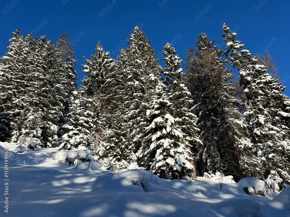 Fototapeta premium Picturesque canopies of alpine trees in a typical winter atmosphere in the Swiss Alps and over the tourist resort of Davos - Canton of Grisons, Switzerland (Kanton Graubünden, Schweiz)