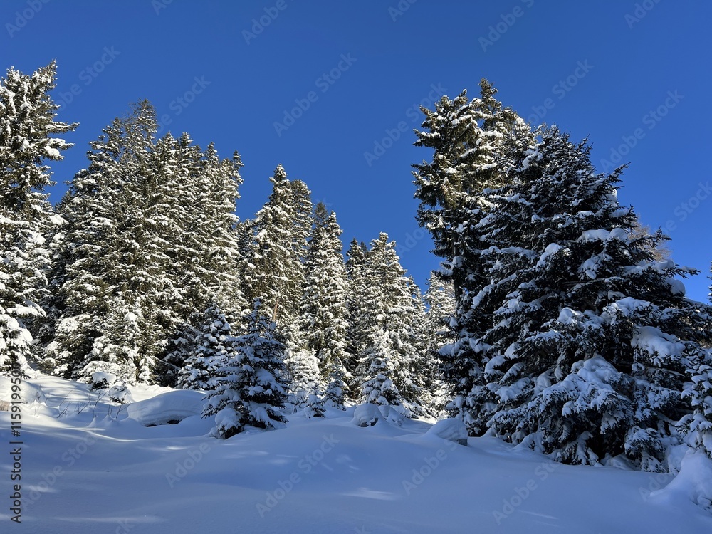 Picturesque canopies of alpine trees in a typical winter atmosphere in the Swiss Alps and over the tourist resort of Davos - Canton of Grisons, Switzerland (Kanton Graubünden, Schweiz) Picturesque canopies of alpine trees in a typical winter atmosphere in the Swiss Alps and over the tourist resort of Davos - Canton of Grisons, Switzerland (Kanton Graubünden, Schweiz)