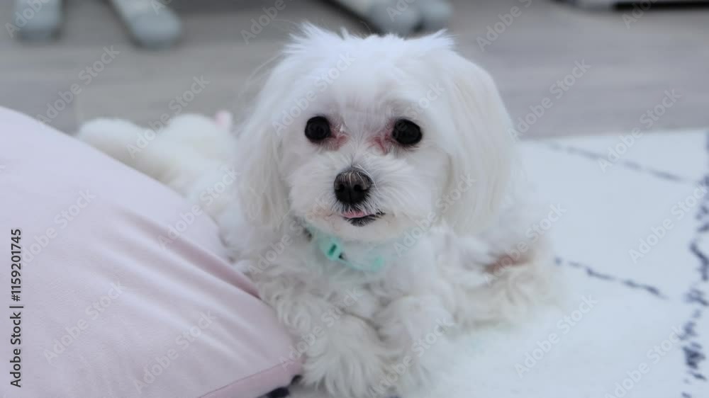 Maltese looks at the camera while lying on a pink pillow and licks his lips. Maltese looks at the camera while lying on a pink pillow and licks his lips.