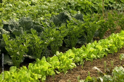jardin potager/garden