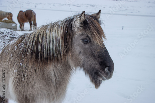 shetlandpferd im schnee photo