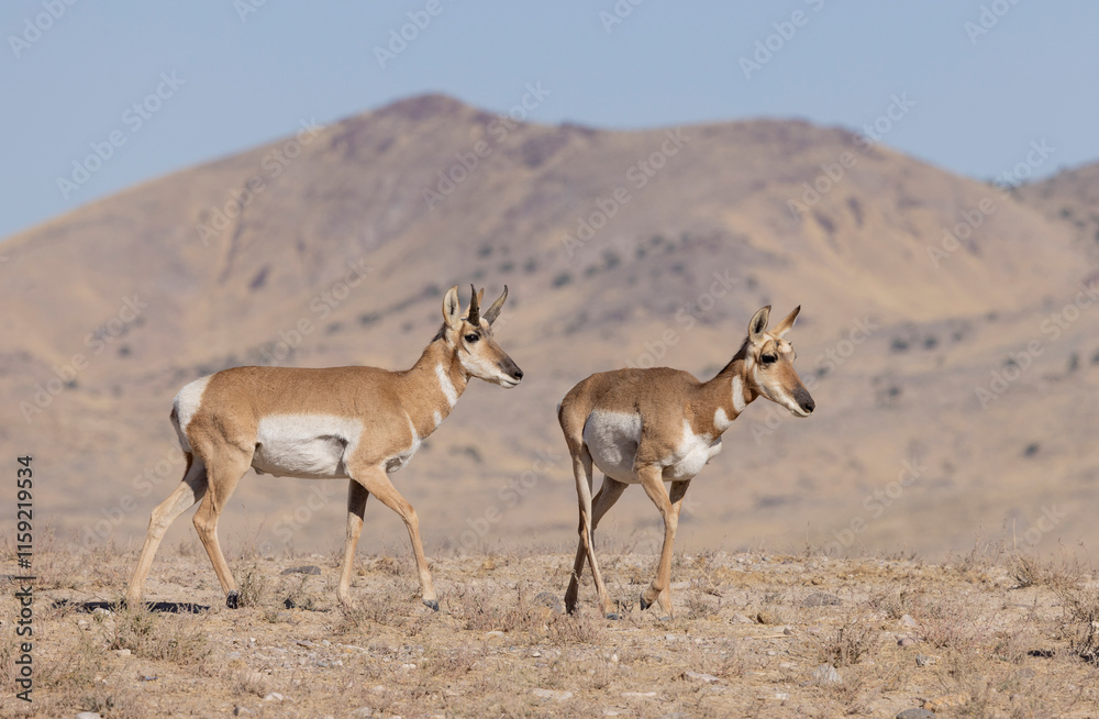 Buck and Doe Proinghorn Antelope in Autumn in the Utah Desert Buck and Doe Proinghorn Antelope in Autumn in the Utah Desert