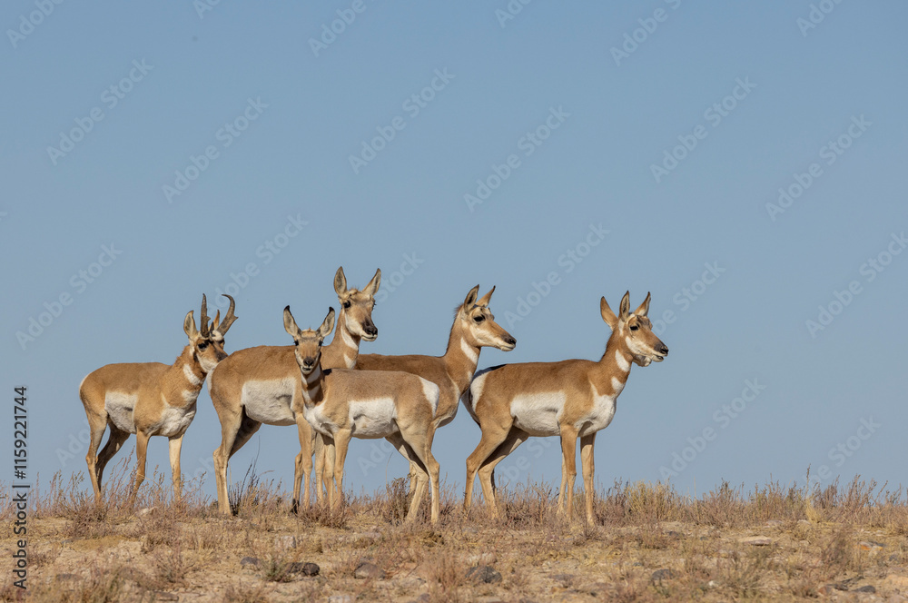 Buck and Doe Proinghorn Antelope in Autumn in the Utah Desert Buck and Doe Proinghorn Antelope in Autumn in the Utah Desert