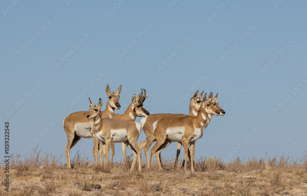 Buck and Doe Proinghorn Antelope in Autumn in the Utah Desert Buck and Doe Proinghorn Antelope in Autumn in the Utah Desert