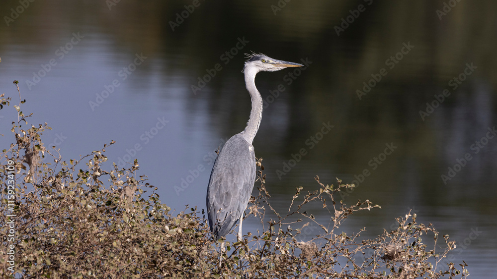Naklejka premium Grey heron