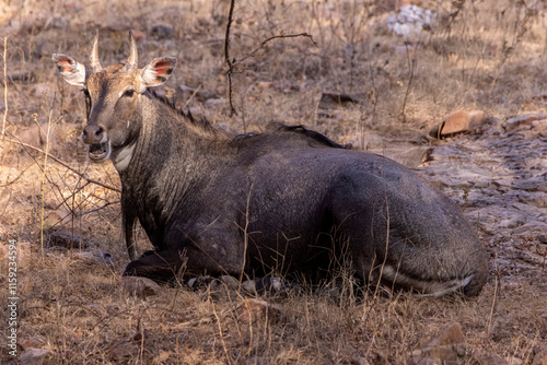 Nilgai bull photo