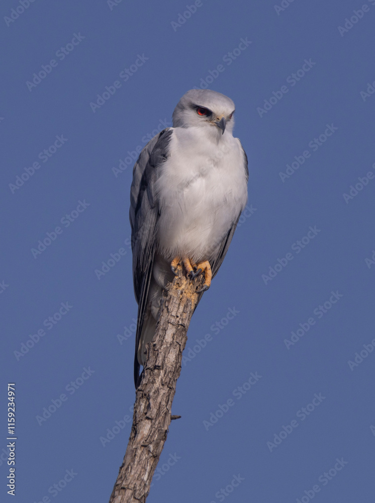 Fototapeta premium blue tailed hawk
