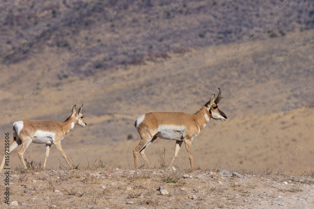 Buck and Doe Proinghorn Antelope in Autumn in the Utah Desert Buck and Doe Proinghorn Antelope in Autumn in the Utah Desert
