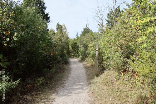 The empty trail in the woods on a sunny day.