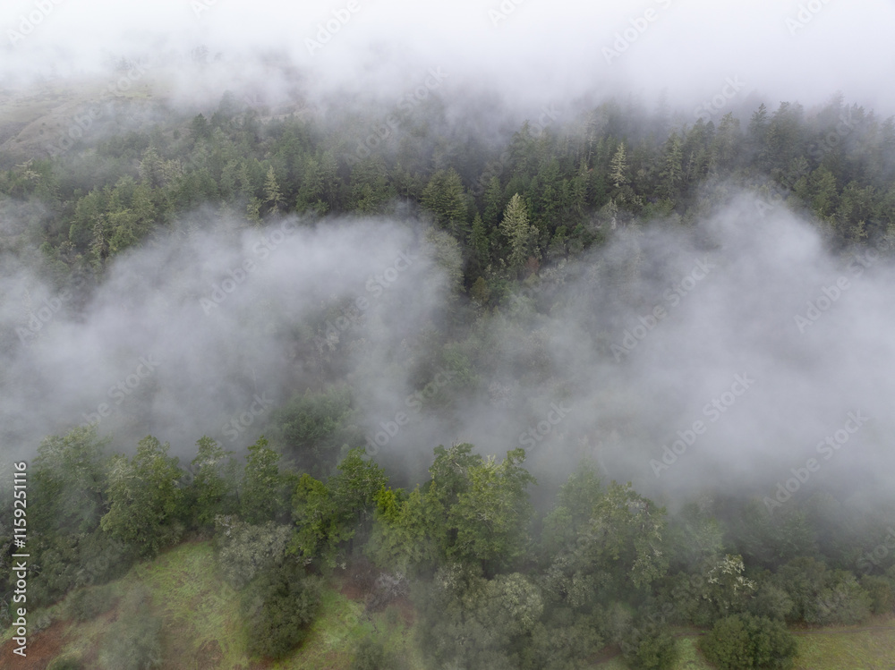 Low, misty clouds drift through the extensive forests of Santa Cruz, California. This beautiful coastal region receives lots of moisture from the ever present marine layer. Low, misty clouds drift through the extensive forests of Santa Cruz, California. This beautiful coastal region receives lots of moisture from the ever present marine layer.