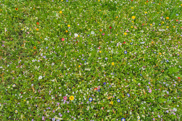 Acrylglasbilder Gras Bunte Wildblumen auf grüner Wiese  © Aleksandr Fedosov
