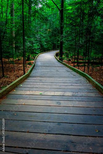 Wallpaper Mural Wooden Walkway through Bavarian Forest. Torontodigital.ca