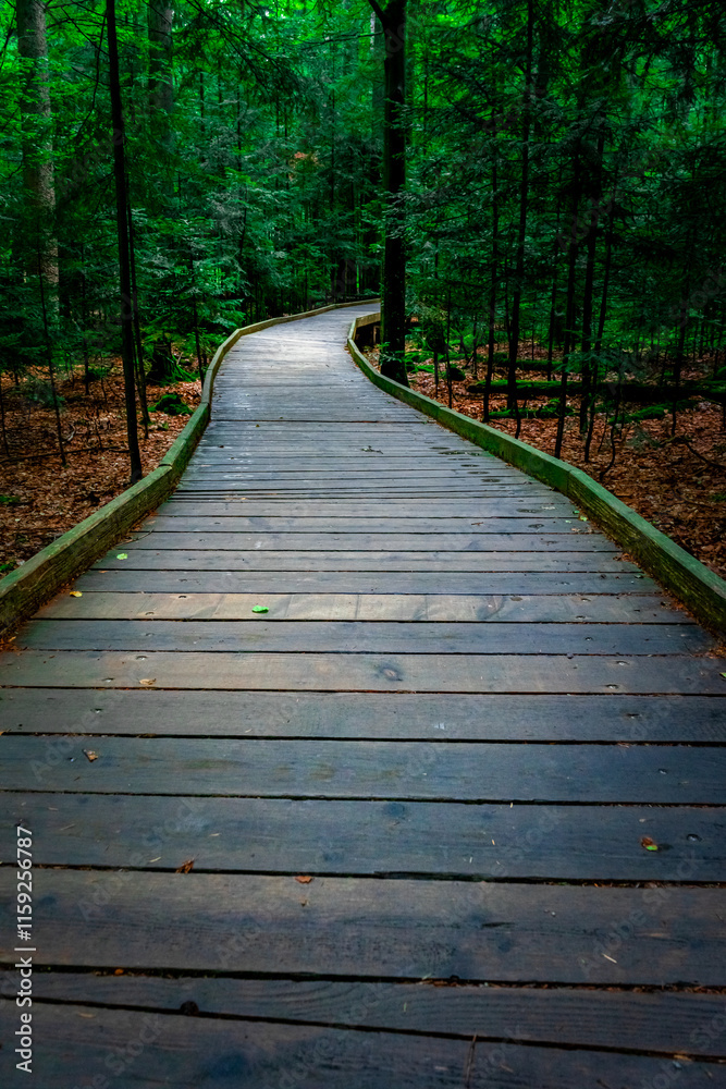 Obraz premium Wooden Walkway through Bavarian Forest.