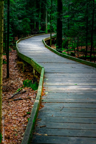 Wallpaper Mural Wooden Walkway through Bavarian Forest. Torontodigital.ca