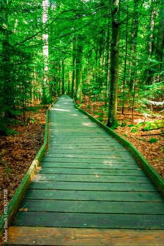 Wallpaper Mural Roots and Moss in Bavaria Germany Torontodigital.ca