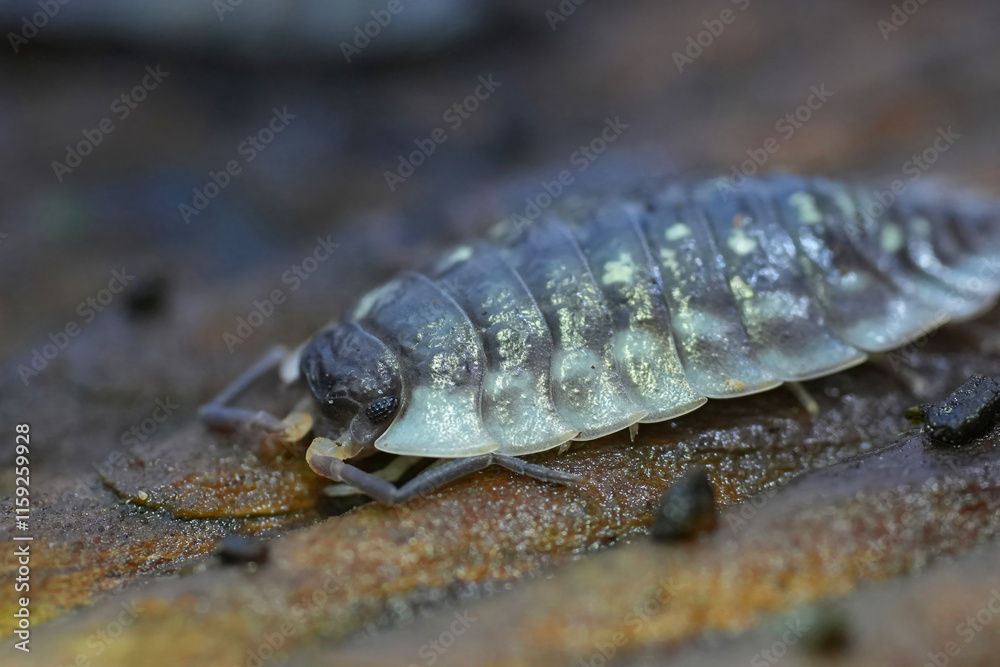 Selective focus closeup on a shiny woodlouse , Oniscus asellus , on a peice of wood in the garden Selective focus closeup on a shiny woodlouse , Oniscus asellus , on a peice of wood in the garden