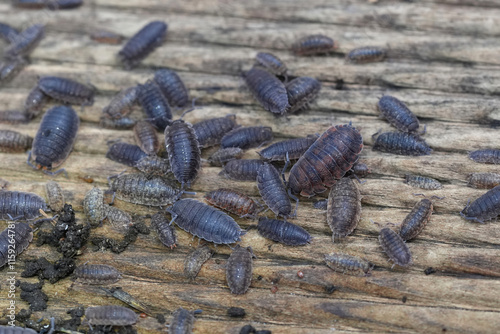 Closeup on a group of different colored Rough wooudlice, Porcellio scaber on a piece of wood photo