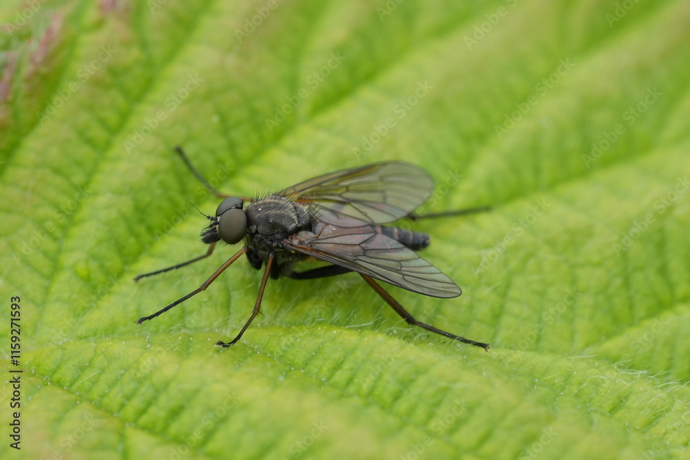 Detailed closeup on a Snipe fly, Rhangionidae in Northern Oregon marshy area Detailed closeup on a Snipe fly, Rhangionidae in Northern Oregon marshy area
