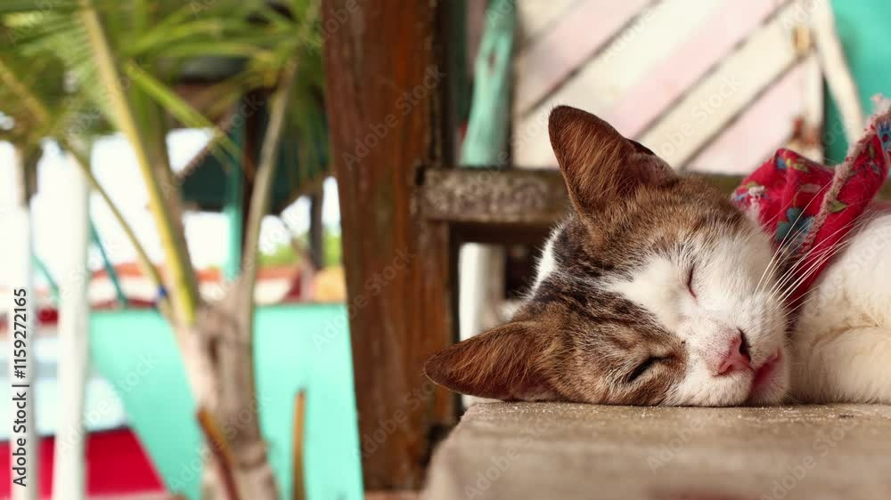 Cat napping on a table by the beach