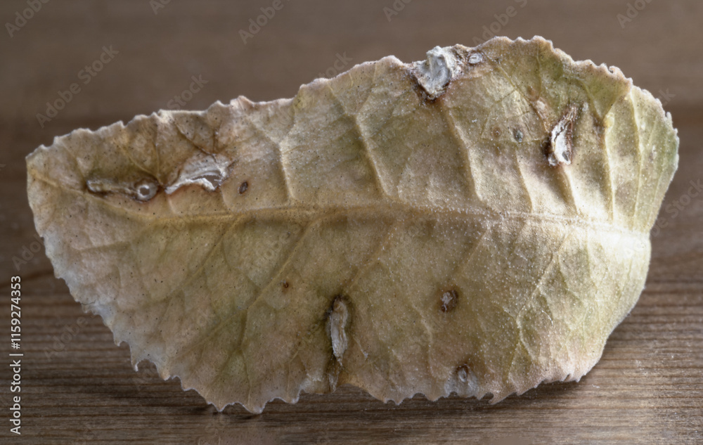 An dead tropical yellow fallen dried tree leaf with fine visible structure details. Close-up of Natural yellow color dry leaves with holes on the wooden floor, Abstract textured background,Copy space.
