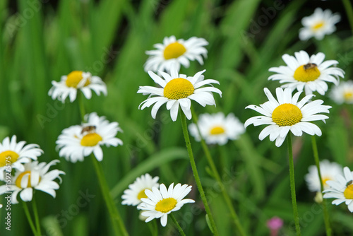 Yellow and white Chamomile daisies in flower.