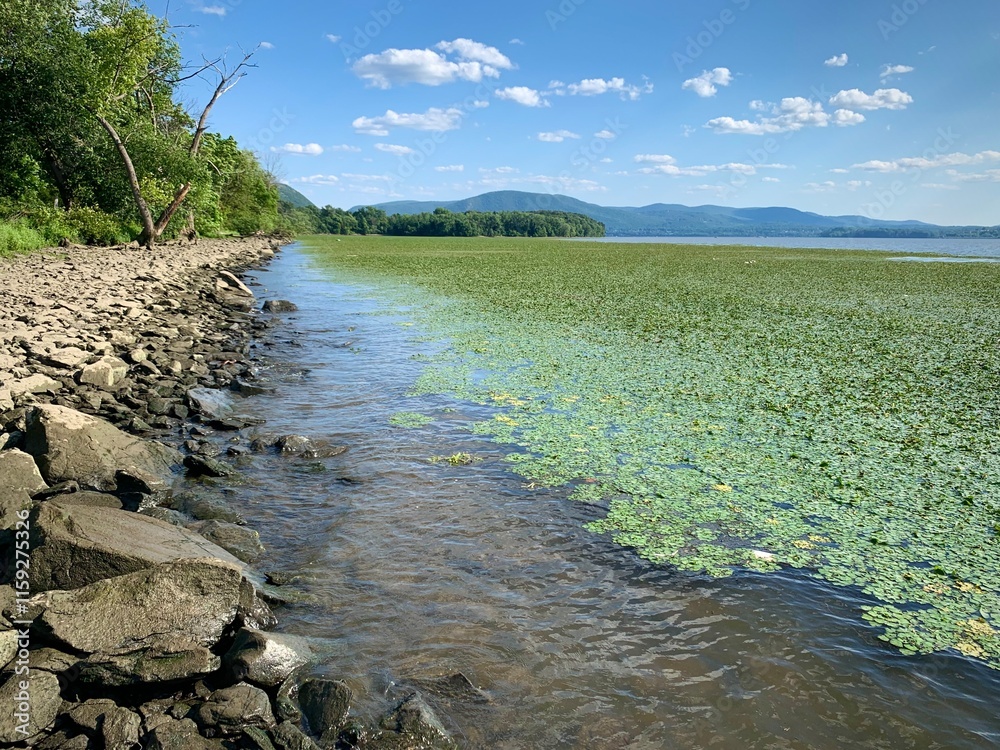 Tranquil Lakeshore with Vibrant Green Aquatic Plants (New York State, USA)
Tranquil Lakeshore with Vibrant Green Aquatic Plants (New York State, USA)