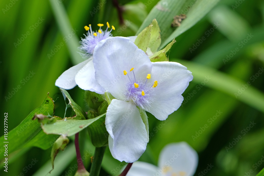 Fototapeta premium White and lilac Tradescantia Andersoniana, spider lily ‘Osprey’ in flower.