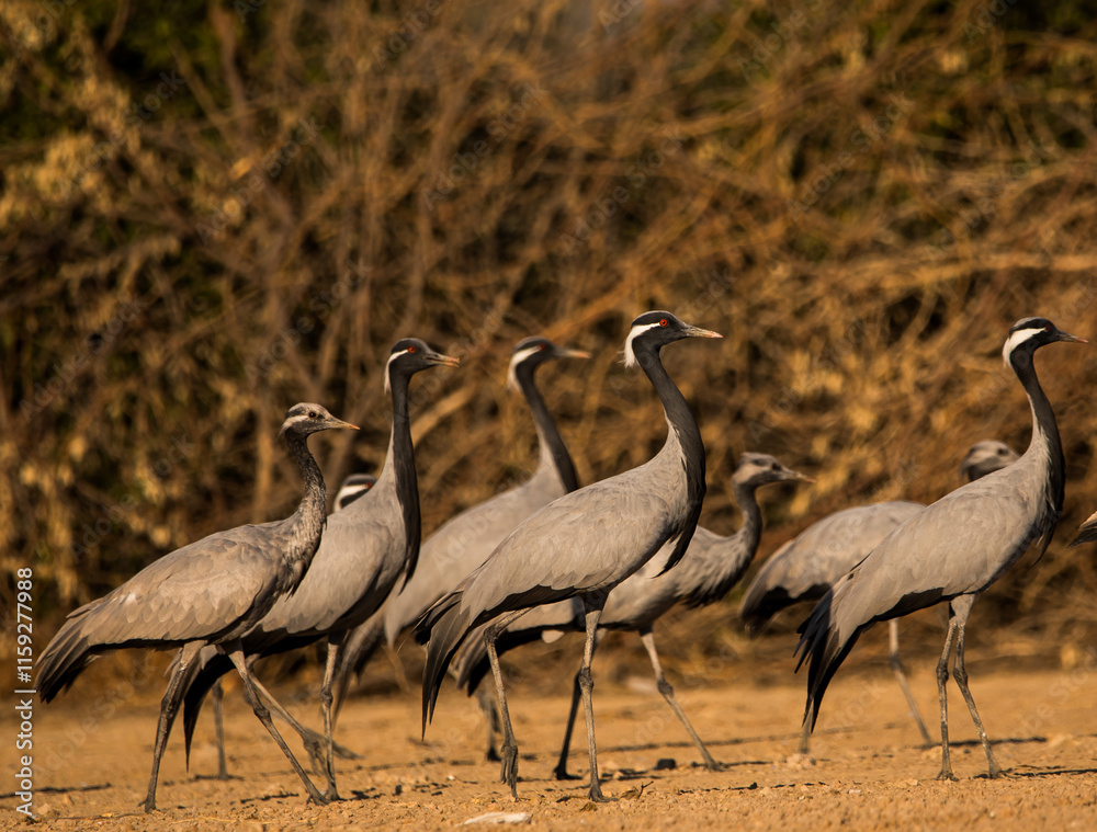 Obraz premium A flock of demoiselle crane shot near jodhpur in india