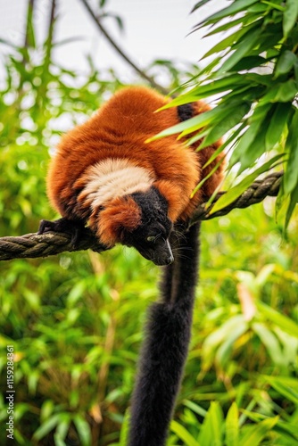 View of a red ruffed lemur in the zoo. photo