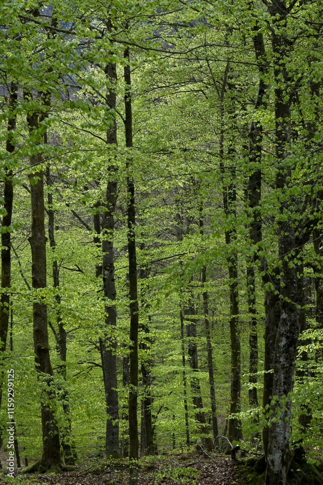 forest in spring forest in spring
