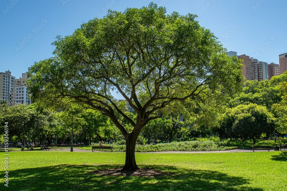 Lush green tree stands tall in city park