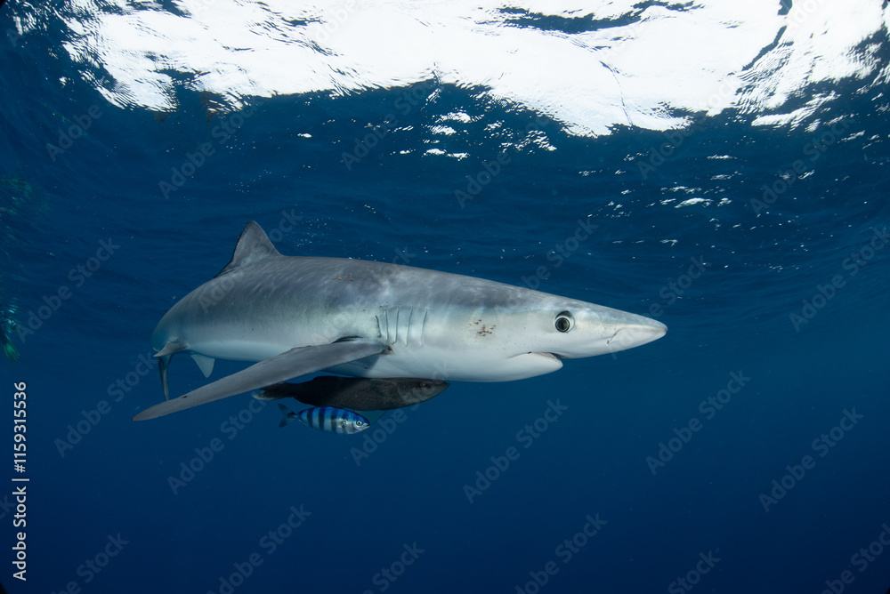 Fototapeta premium Shark close up with blue background