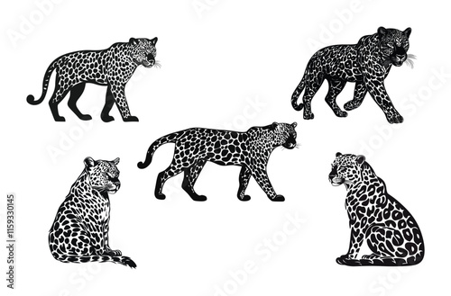 set of leopard photo