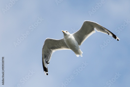 Silbermöwe im Flug	