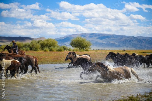 Mongolian horses grazing at the summer pasture