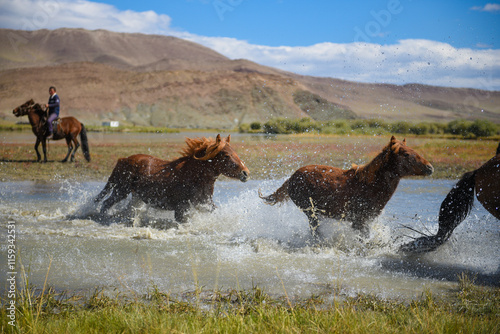 Mongolian horses grazing at the summer pasture