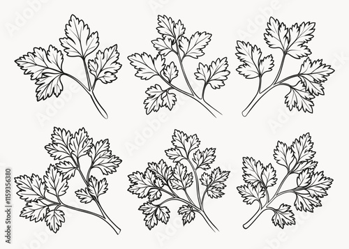 Fresh Cilantro line art style vector sat illustration isolated on white background.