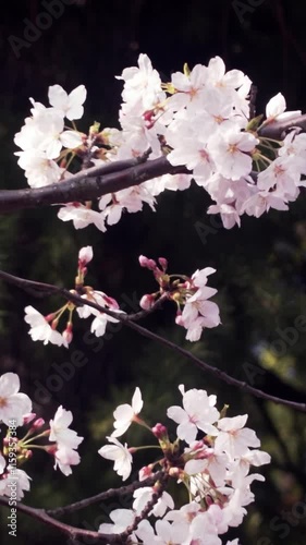満開の桜と美しく舞う桜吹雪 縦動画