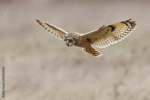 Short-eared owl in flight photo