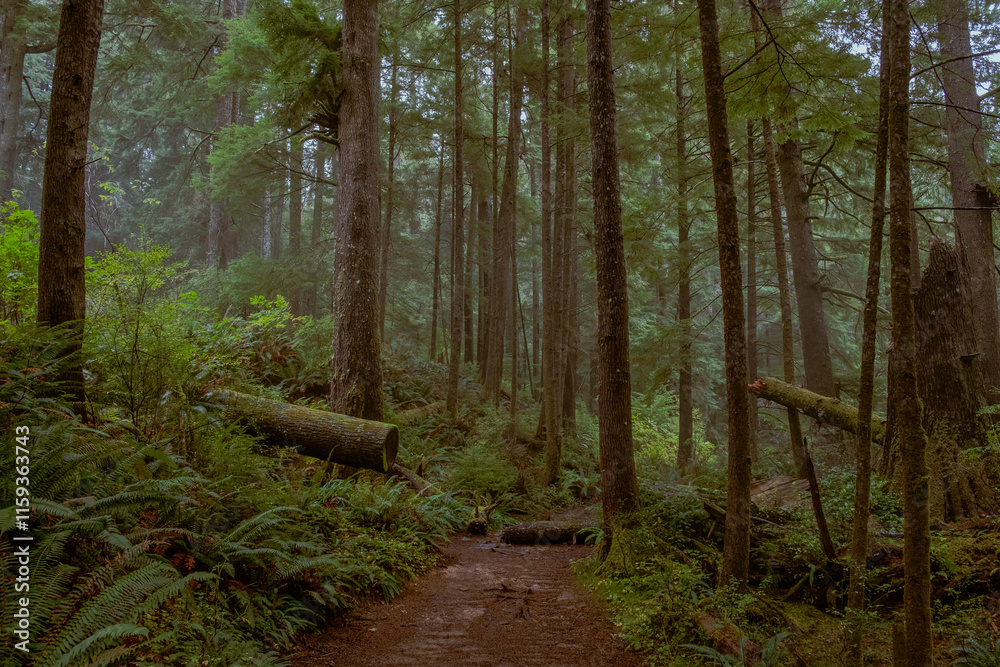 Fototapeta premium A trip in Oregon