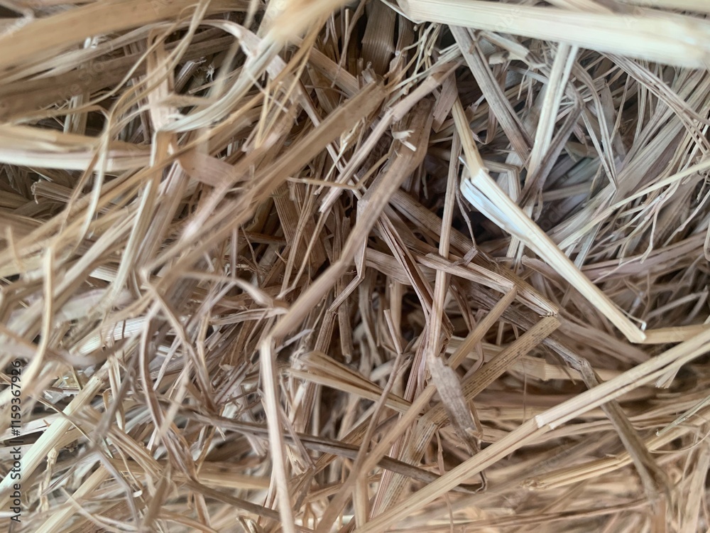 image of brown dry bush, autumn season image of brown dry bush, autumn season