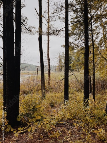 Woods of The Berkshires in Massachussetts photo